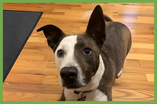 PENNY - American Pit Bull Terrier / American Staffordshire Terrier available for adoption