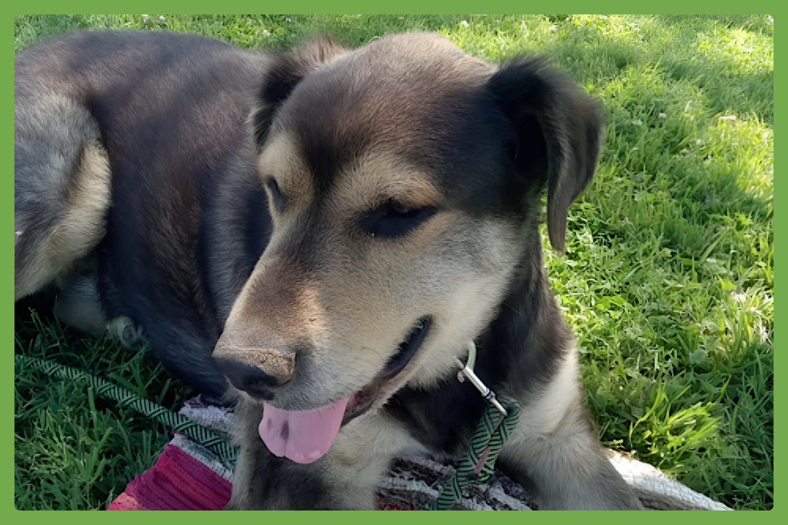 CHANCE - Great Pyrenees / Siberian Husky available for adoption