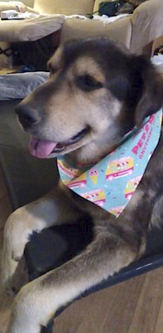 CHANCE - Great Pyrenees / Siberian Husky available for adoption