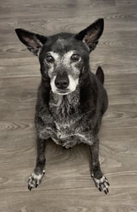 Ellie - Photo 4