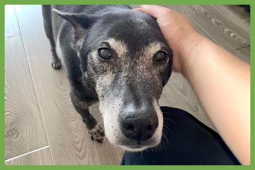 ELLIE - German Shepherd Dog / Labrador Retriever available for adoption