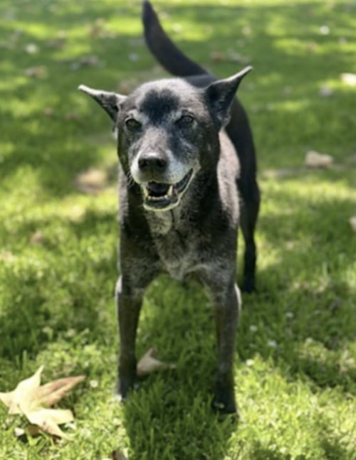 ELLIE - German Shepherd Dog / Labrador Retriever available for adoption