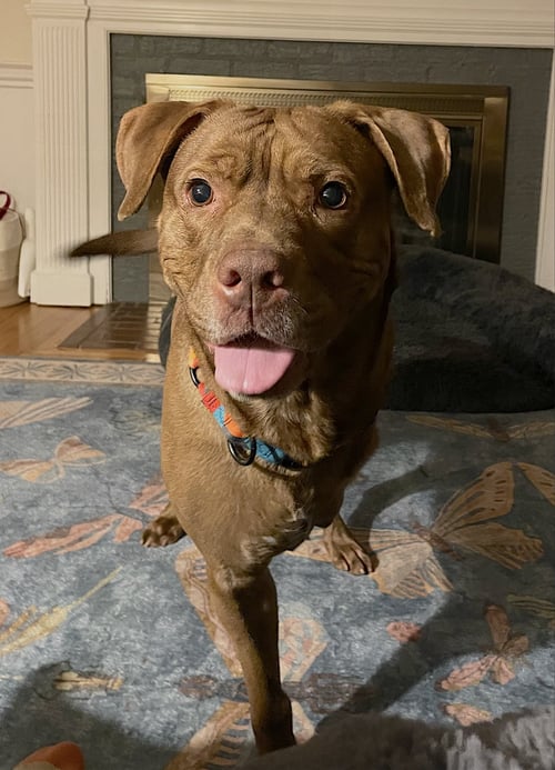 HICCUP - Labrador Retriever / Mastiff available for adoption