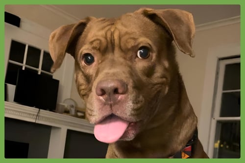 HICCUP - Labrador Retriever / Mastiff available for adoption
