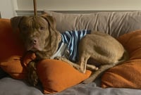 Hiccup - Photo 4