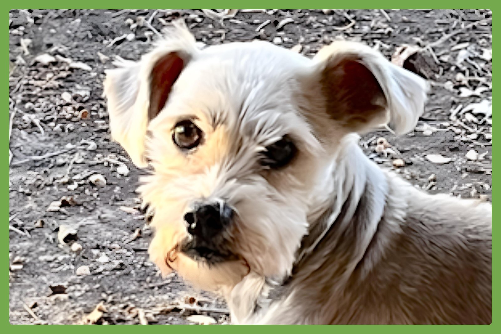 FRANKIE - Schnauzer / Shih Tzu available for adoption