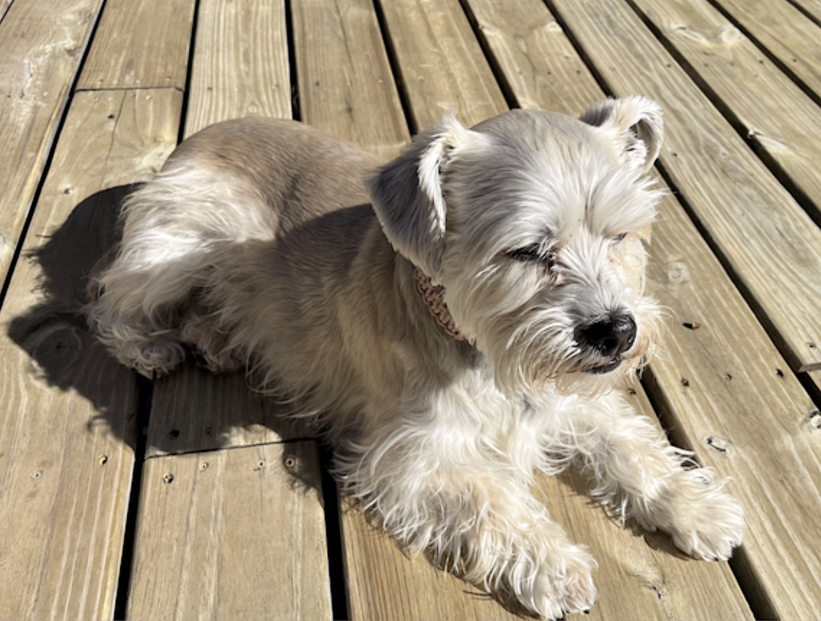 FRANKIE - Schnauzer / Shih Tzu available for adoption