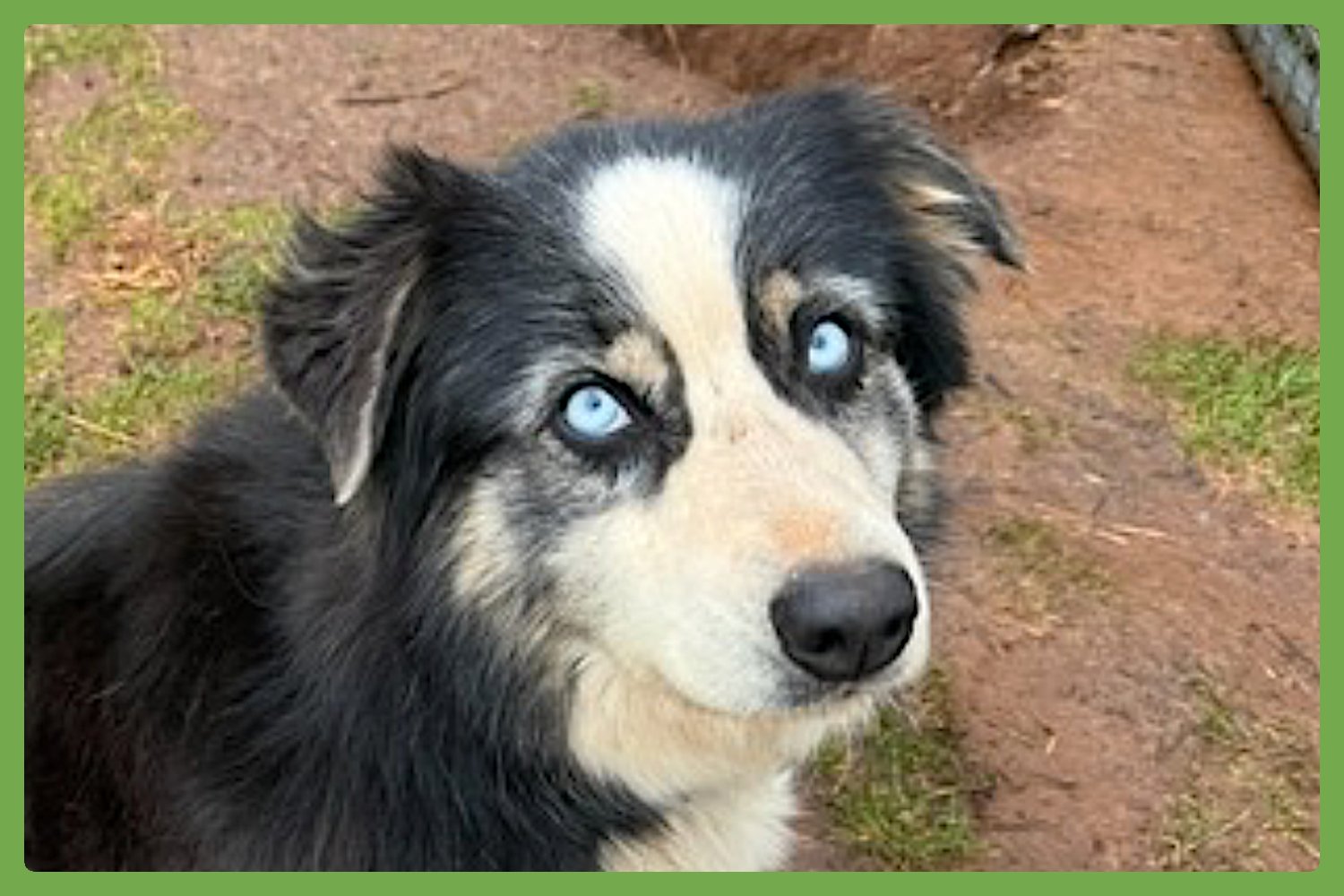 CHLOE - Australian Shepherd available for adoption