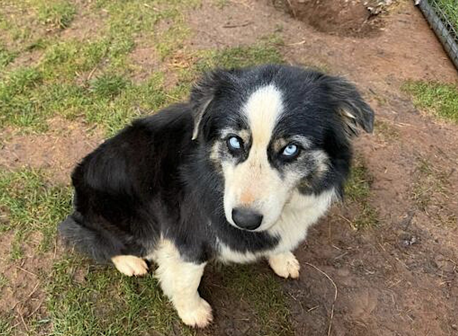 CHLOE - Australian Shepherd available for adoption