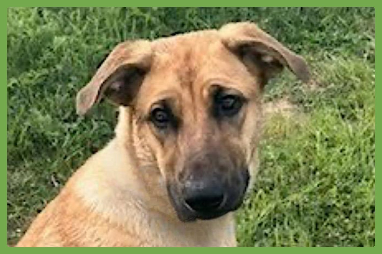 GRACIE - Belgian Shepherd Malinois / German Shepherd Dog available for adoption