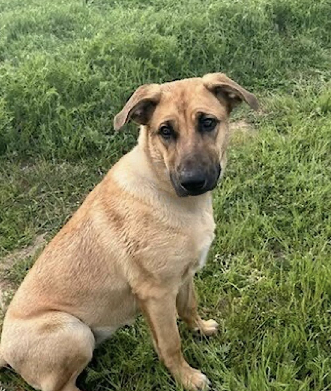 GRACIE - Belgian Shepherd Malinois / German Shepherd Dog available for adoption