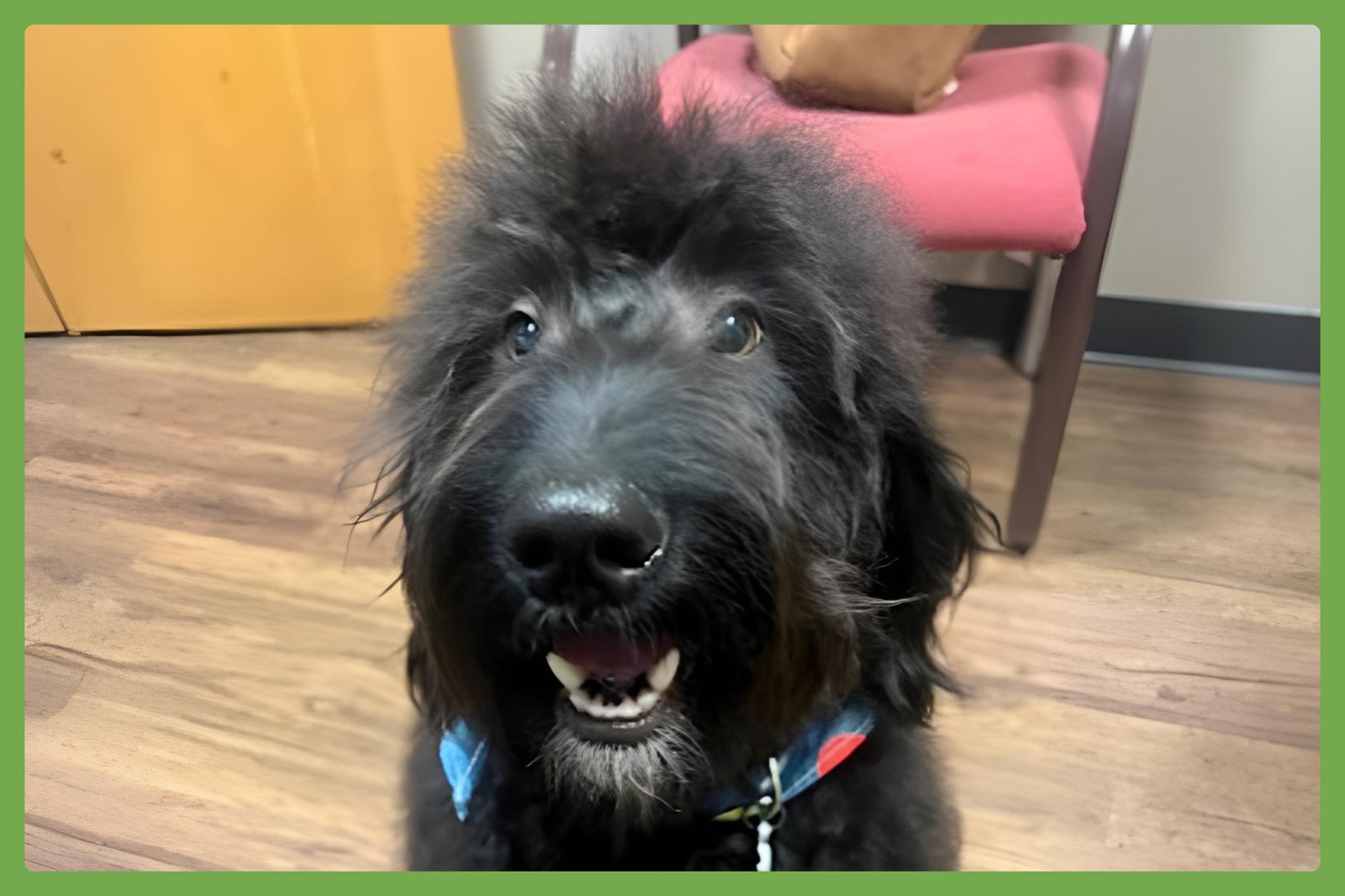 COACH - Poodle (Standard) / Australian Shepherd available for adoption