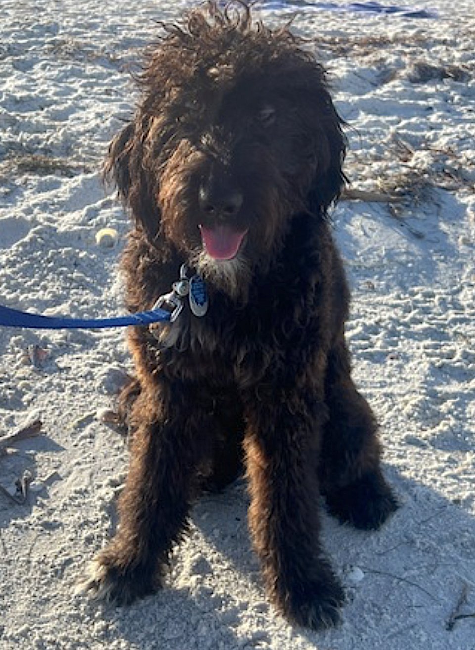 COACH - Poodle (Standard) / Australian Shepherd available for adoption