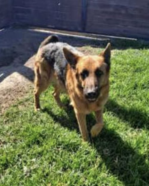 BENTLEY - German Shepherd Dog available for adoption