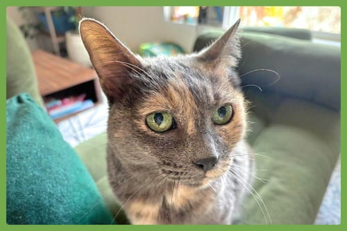 MUFFIN - Domestic Short Hair available for adoption