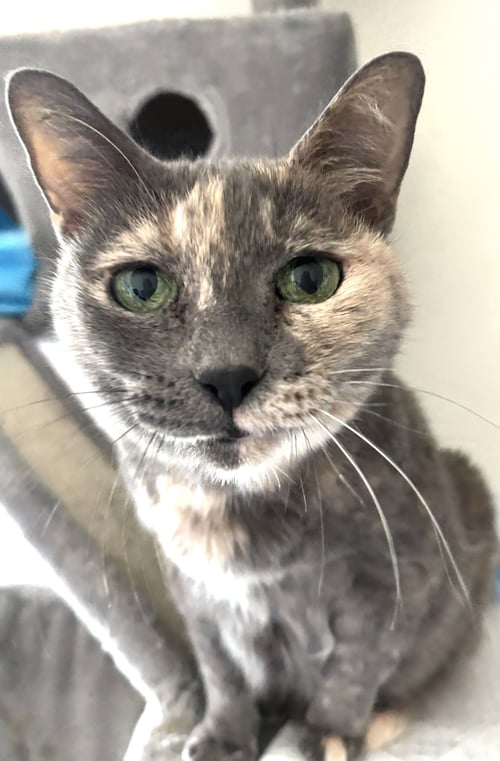 MUFFIN - Domestic Short Hair available for adoption