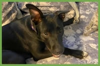 Zena - Photo 1