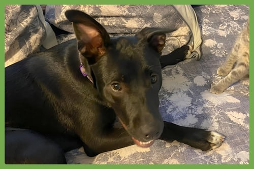 ZENA - American Pit Bull Terrier / German Shepherd Dog available for adoption