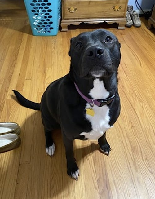 ZENA - American Pit Bull Terrier / German Shepherd Dog available for adoption