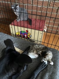 Zena - Photo 7