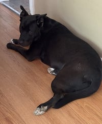 Zena - Photo 8