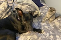 Zena - Photo 10