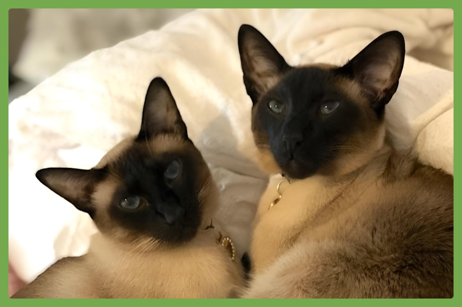 DONNA AND SACHI - Siamese available for adoption