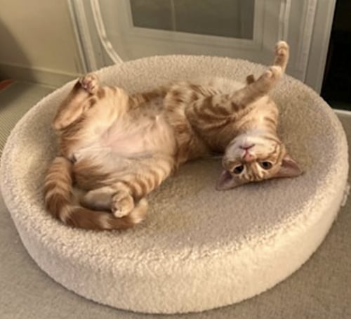 LUNA - Domestic Short Hair available for adoption