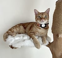Luna - Photo 4