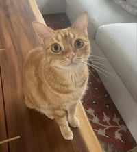 Luna - Photo 8