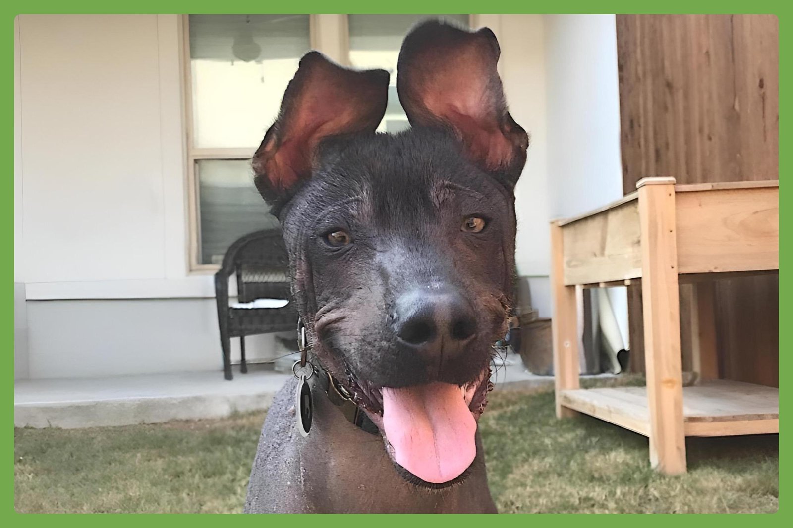 NACHO - Xoloitzcuintle/Mexican Hairless available for adoption