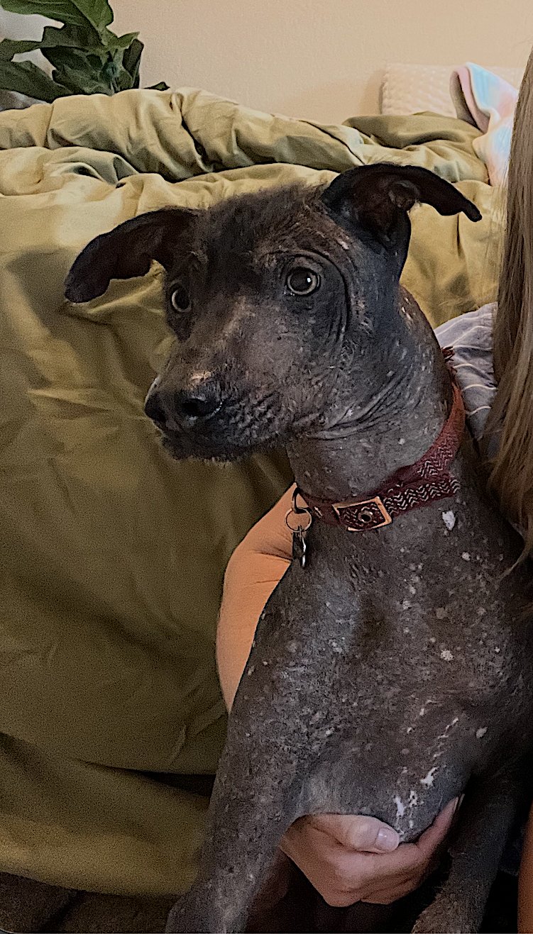 NACHO - Xoloitzcuintle/Mexican Hairless available for adoption
