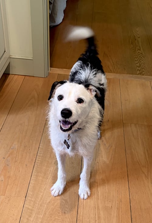 DANNY - Terrier available for adoption
