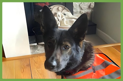 ANNIE - German Shepherd Dog available for adoption