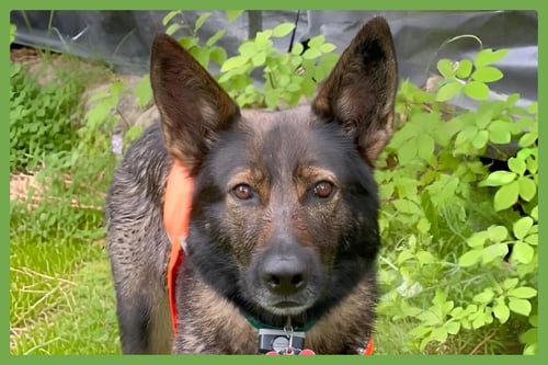 ANNIE - German Shepherd Dog available for adoption