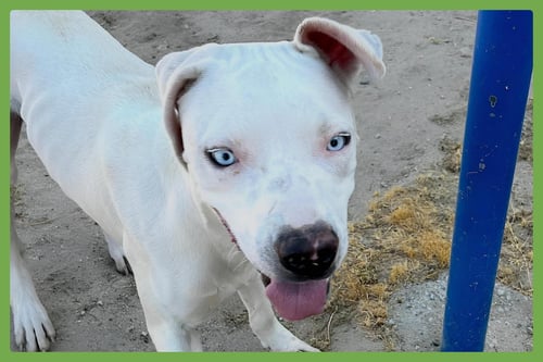 LACROIX - American Pit Bull Terrier / American Bulldog available for adoption