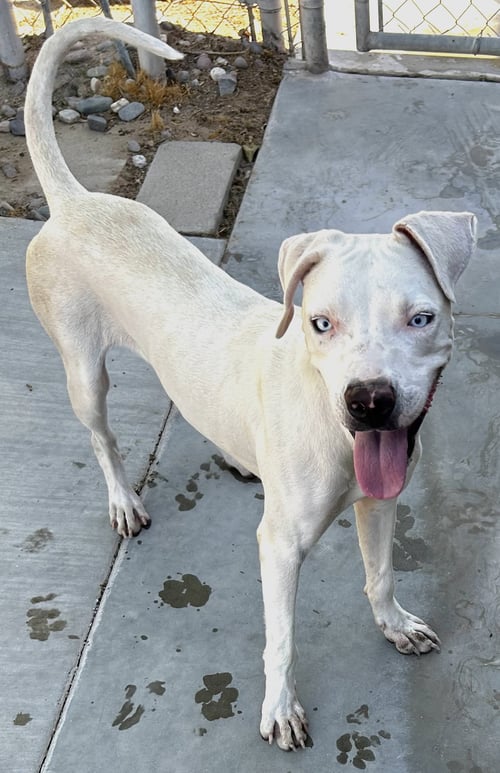 LACROIX - American Pit Bull Terrier / American Bulldog available for adoption