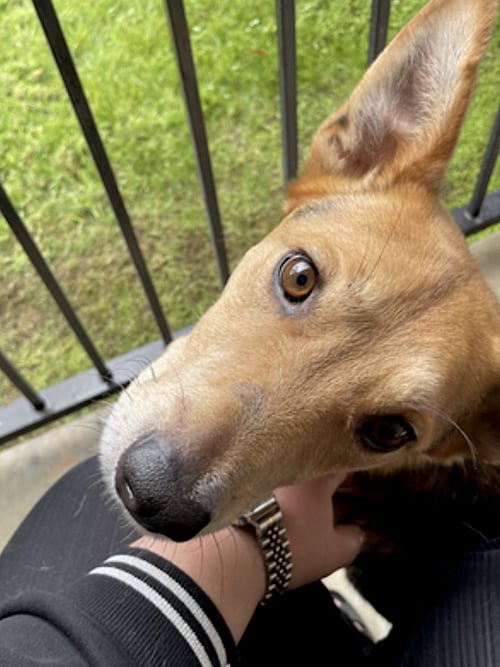 NANO - German Shepherd Dog / Terrier available for adoption