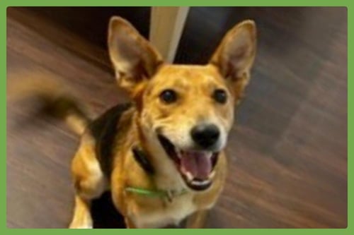 NANO - German Shepherd Dog / Terrier available for adoption