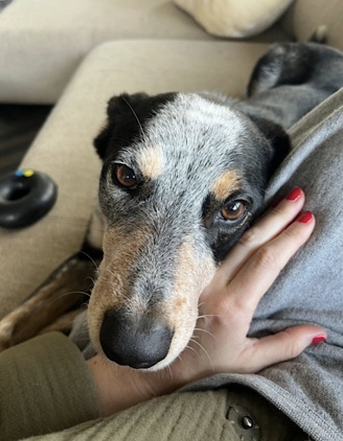 BANKS - Australian Cattle Dog/Blue Heeler / Border Collie available for adoption