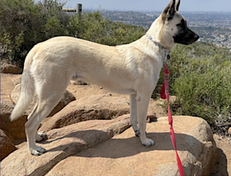 TITUS - Anatolian Shepherd / Shepherd available for adoption