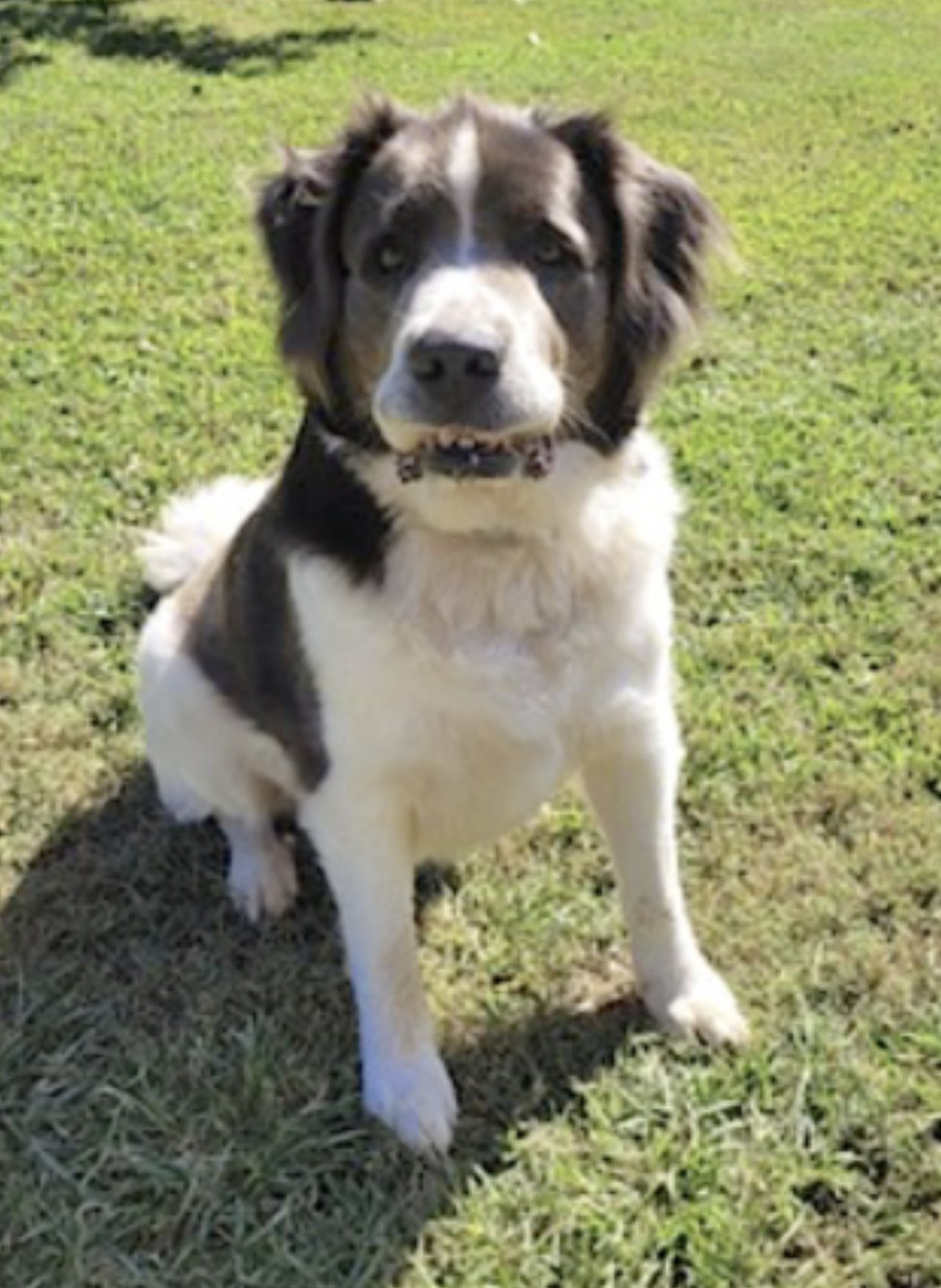 GEORGE - Great Pyrenees / Saint Bernard available for adoption