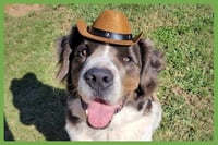 George - Photo 1