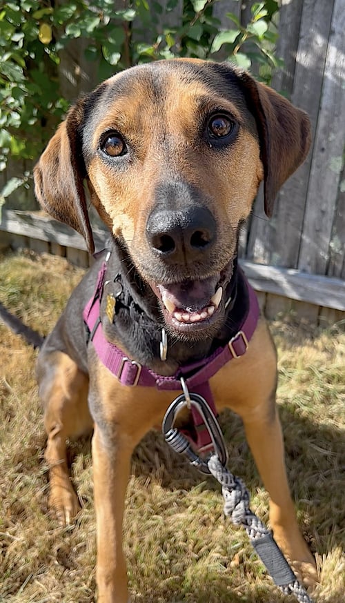 REY - Treeing Walker Coonhound / Hound available for adoption