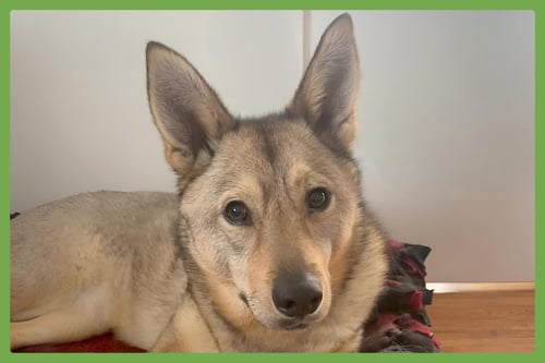 JUNO - Jindo (Korean) / Siberian Husky available for adoption