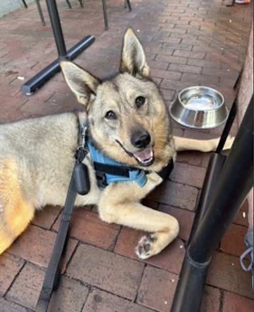 JUNO - Jindo (Korean) / Siberian Husky available for adoption