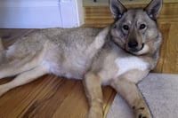 Juno - Photo 8