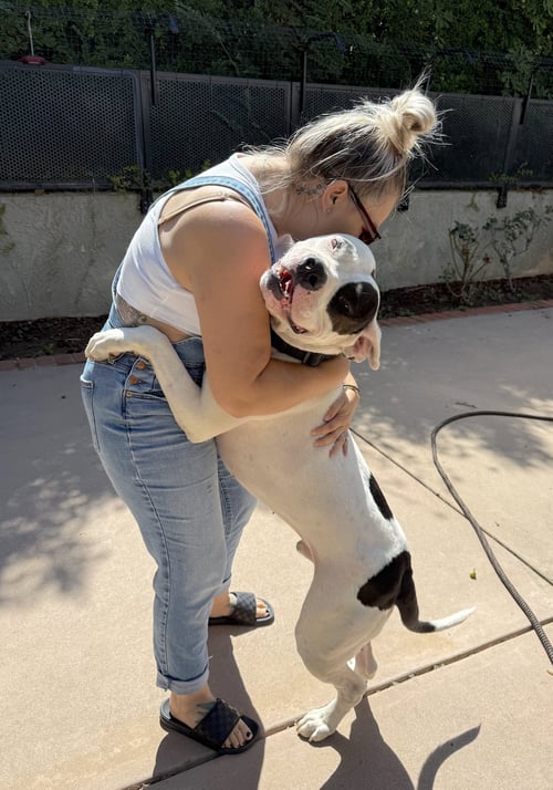 BOOGIE - Dogo Argentino / American Pit Bull Terrier available for adoption