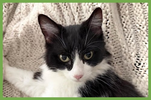 SADIE - Domestic Medium Hair available for adoption