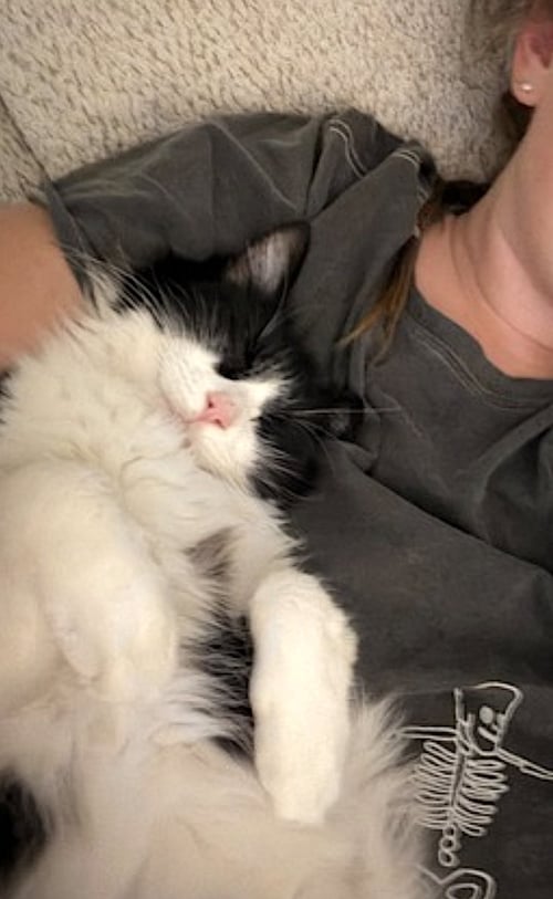 SADIE - Domestic Medium Hair available for adoption